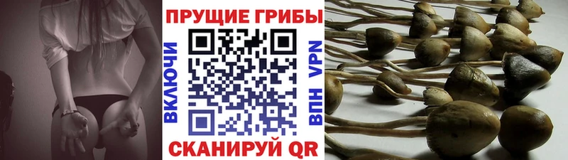 Купить закладки  Гатчина  Псилоцибиновые грибы мицелий 